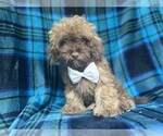 Small #3 ShihPoo