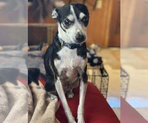 Rat-Cha Dogs for adoption in Visalia, CA, USA