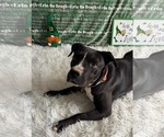 Small #5 American Pit Bull Terrier Mix