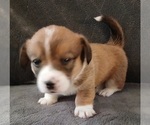 Puppy Jojo Dorgi-Pembroke Welsh Corgi Mix