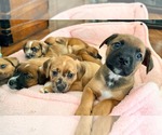 Small #2 Golden Dox