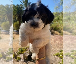 Zuchon Puppy for sale in LOS ANGELES, CA, USA