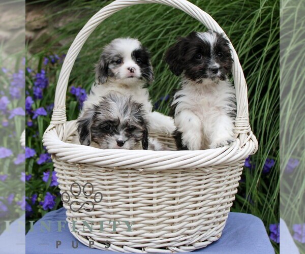 Medium Photo #2 Cavapoo Puppy For Sale in EAST EARL, PA, USA