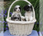 Small #1 Cavapoo