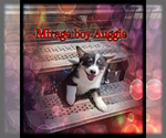Small Photo #5 Australian Shepherd-Pembroke Welsh Corgi Mix Puppy For Sale in GALLEGOS, NM, USA