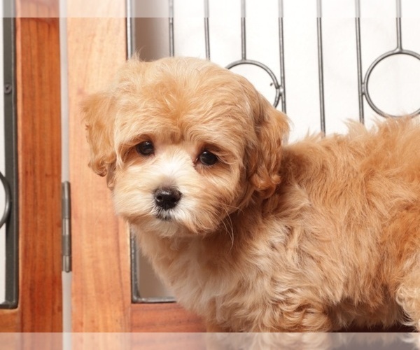 Medium Photo #1 Maltipoo (Miniature) Puppy For Sale in NAPLES, FL, USA