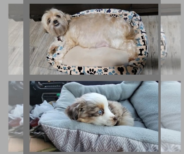 Medium Photo #1 Auss-Tzu Puppy For Sale in SAN ANTONIO, TX, USA