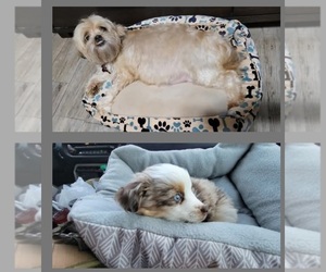 Auss-Tzu Puppy for Sale in SAN ANTONIO, Texas USA