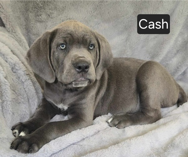 Medium Photo #2 Cane Corso Puppy For Sale in MINERAL WELLS, WV, USA
