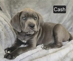Small #1 Cane Corso