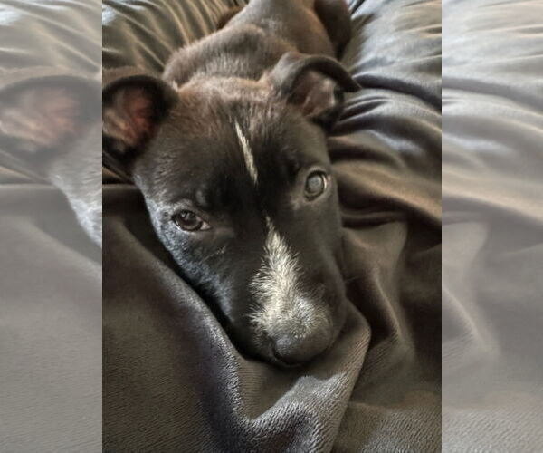 Medium Photo #4 German Shepherd Dog-Unknown Mix Puppy For Sale in Saegertown , PA, USA