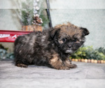 Small Photo #16 Shiranian Puppy For Sale in SHILOH, OH, USA