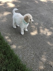 Goldendoodle Puppy for sale in SOUTHLAKE, TX, USA