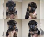 Small Photo #2 German Shepherd Dog Puppy For Sale in SACRAMENTO, CA, USA