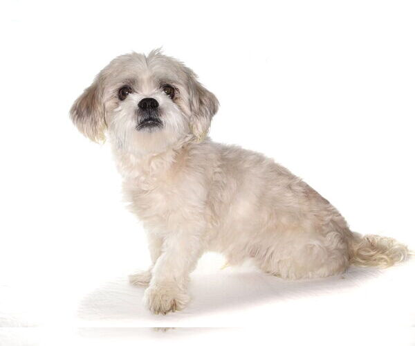 Medium Photo #2 Shih Tzu Puppy For Sale in Oakland Park, FL, USA