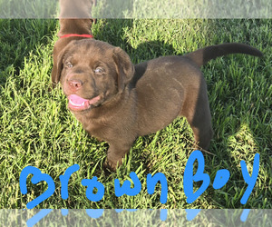 Labrador Retriever Puppy for sale in COLCORD, OK, USA
