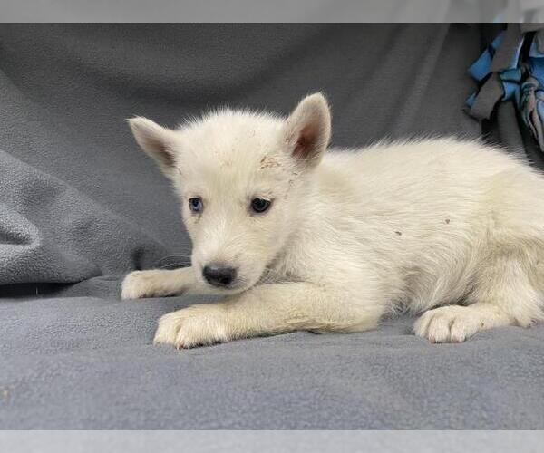 Medium Photo #1 Siberian Husky Puppy For Sale in HESPERIA, CA, USA