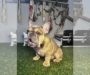 French Bulldog Puppy for sale in ETIWANDA, CA, USA