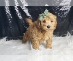 Puppy Ashton F1B Maltipoo