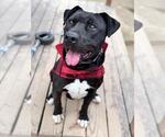 Small #3 American Pit Bull Terrier Mix