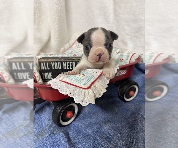 Medium Photo #1 Boston Terrier Puppy For Sale in FREDONIA, KS, USA
