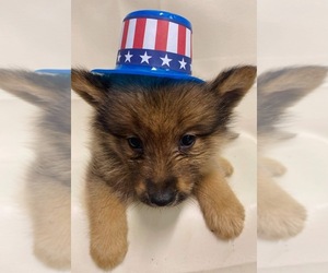Finnish Spitz-Keeshond Mix Puppy for sale in MONCLOVA, OH, USA