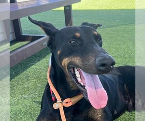 Doberman Pinscher Dogs for adoption in Lake Forest, CA, USA