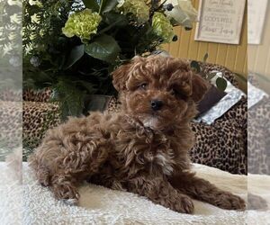 Poodle (Toy) Puppy for sale in PARADISE, PA, USA
