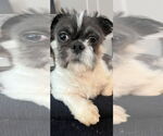 Small #2 Shih Tzu
