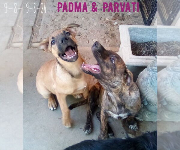 Medium Photo #2 Mutt Puppy For Sale in Apple Valley, CA, USA