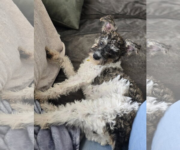 Medium Photo #9 Poodle (Miniature)-Unknown Mix Puppy For Sale in Sandy, UT, USA