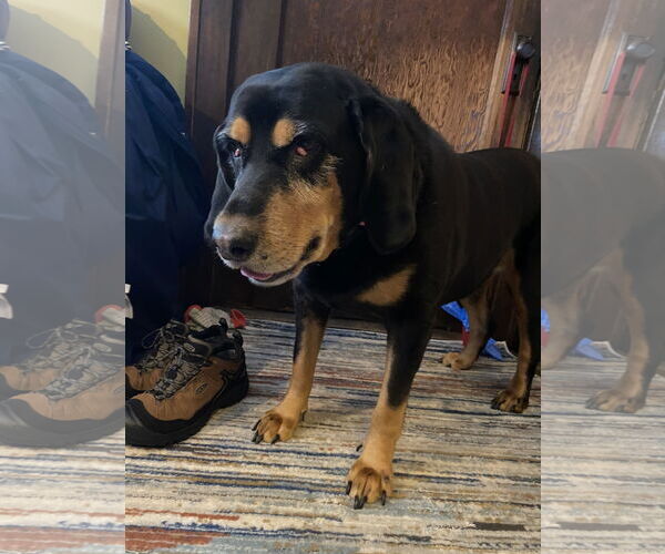 Medium Photo #2 Bloodweiler Puppy For Sale in Princeton, MN, USA