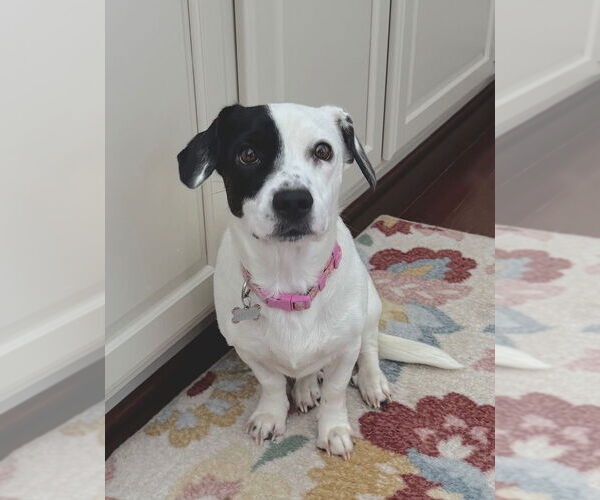 Medium Photo #8 Mutt Puppy For Sale in Greenbelt, MD, USA