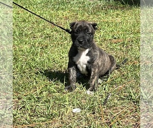 Medium Presa Canario