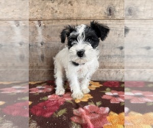 Schnoodle (Miniature) Puppy for sale in VERMONTVILLE, MI, USA
