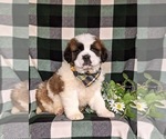 Small Photo #1 Saint Bernard Puppy For Sale in QUARRYVILLE, PA, USA