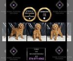 Small Photo #54 Goldendoodle (Miniature) Puppy For Sale in WARSAW, IN, USA