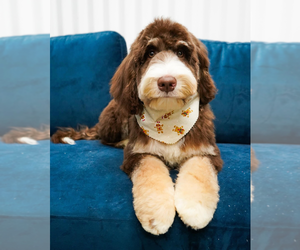 Father of the Aussiedoodle-Bernedoodle Mix puppies born on 05/20/2025