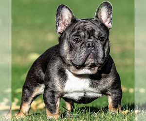 Father of the French Bulldog puppies born on 05/10/2021
