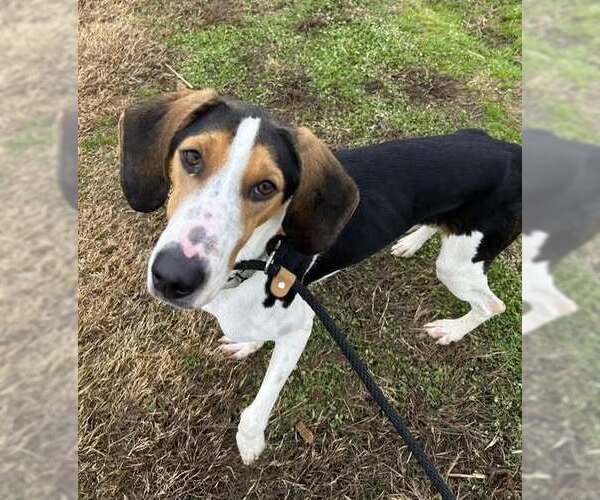 Medium Photo #7 Mutt Puppy For Sale in Evansville, IN, USA