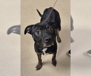 Mutt Dogs for adoption in Decatur, IL, USA