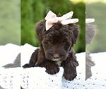Small #6 Portuguese Water Dog