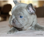 Small #9 French Bulldog