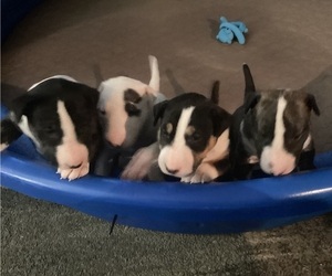 Bull Terrier Puppy for sale in SPRINGFIELD, MO, USA