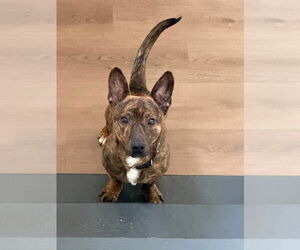 Jack Russell Terrier-Unknown Mix Dogs for adoption in Germantown, OH, USA