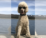 Small Photo #1 Goldendoodle Puppy For Sale in PORTERVILLE, CA, USA