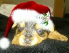 Small Photo #2 Yorkshire Terrier Puppy For Sale in HEMET, CA, USA
