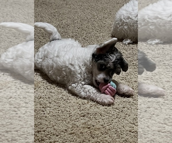 Medium Photo #5 Chinese Crested Puppy For Sale in DECATUR, TX, USA