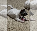 Small #4 Chinese Crested