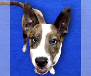 Siberian Husky-Unknown Mix Dogs for adoption in Rockville, MD, USA